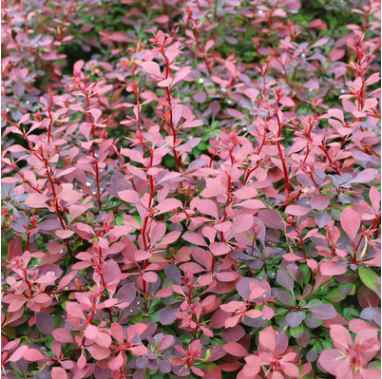 紫葉小檗床苗基地直銷(xiāo) 批發(fā)價(jià)格紅葉小檗花壇 花鏡
