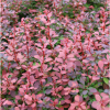 紫葉小檗床苗基地直銷 批發價格紅葉小檗花壇 花鏡