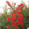 基地直銷百日紅紫薇  紅花紫薇 美國紅火箭 叢生紫薇園林綠化苗木