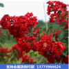 綠化風景樹紅火箭紫薇樹 庭院紫薇花樹 百日紅紅花紫薇花期長