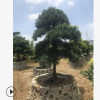 編號64直銷優(yōu)質中國羅漢松 1.5米喬木園藝庭院羅漢松常綠性盆景樹