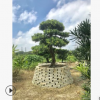 中國羅漢松海島紅芽 室內造景羅漢松盆栽背景植物觀賞綠植樹