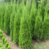 安徽滁州植物生帶的生產(chǎn)