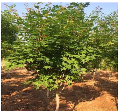 基地直銷苗木五角楓元寶楓三角楓規格齊全
