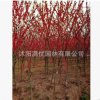 批發嫁接實生 榆葉梅 美人梅紅梅烏梅垂梅 紅花 落葉灌木綠化苗木