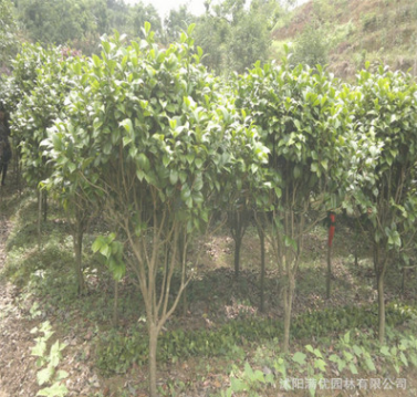 苗圃批發(fā)耐凍茶花 室內(nèi)庭院花卉植物 綠植盆景 常綠灌木四季茶花