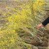 批發叢生連翹 攀援花卉 庭院植物 花灌木 護坡苗木道路工程綠化