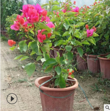 現(xiàn)貨主題園造型花卉 庭院室內(nèi)盆栽 多樣規(guī)格紅花三角梅