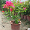 現(xiàn)貨主題園造型花卉 庭院室內(nèi)盆栽 多樣規(guī)格紅花三角梅