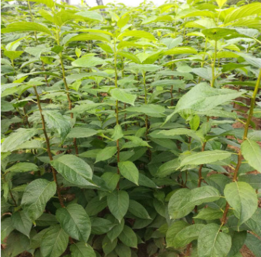 供應杜仲小苗 行道綠化苗 包成活 規(guī)格齊全 量大優(yōu)惠
