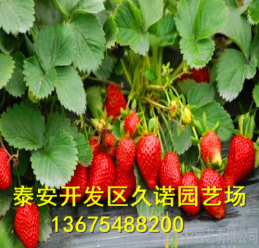 大棚草莓苗直供 脫毒奶油草莓小苗 當年結果 豐產果大 多品種