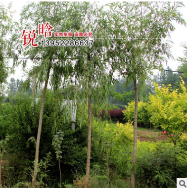 批發工程綠化苗 紅櫸 盆栽庭院 園林綠化 行道樹 規格全