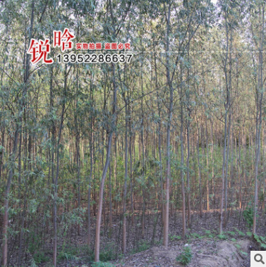 供應綠化苗木 國槐苗 國槐樹苗 批發國槐小苗 規格齊全