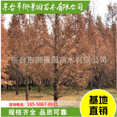 基地直銷行道樹 水杉樹木 品種齊全 綠化杉樹苗