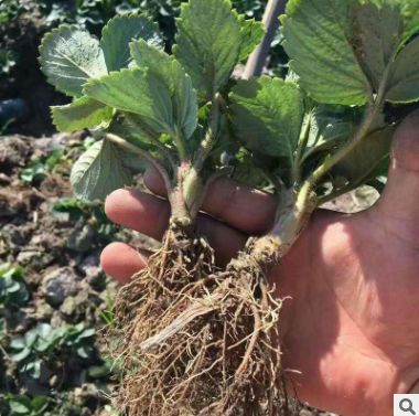 大量供應各種草莓苗成活率高品種正宗產量高掛果快甜寶草莓苗