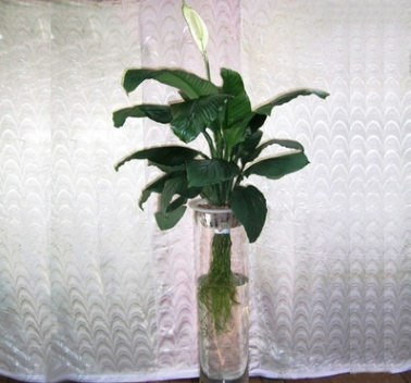 花之物語水培白掌 水培植物批發(fā)