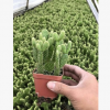 紅毛掌，黃毛掌