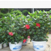 供應扶桑（朱槿）紅黃花重瓣，葉亮光新品種