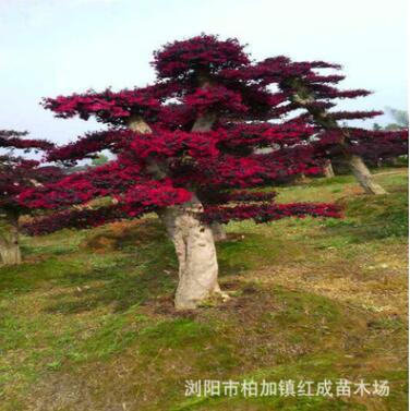 藝術造型 葉片飽滿造型紅花繼木樁 國棟苗木基地 瀏陽柏加苗木