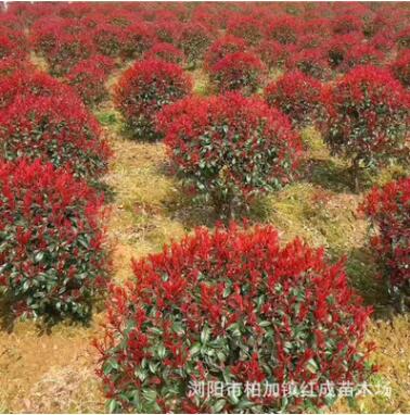 供應紅葉石楠球冠幅60公分-1.5米紅葉石楠球價格 柏加紅葉石楠球