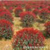 供應(yīng)紅葉石楠球冠幅60公分-1.5米紅葉石楠球價(jià)格 柏加紅葉石楠球