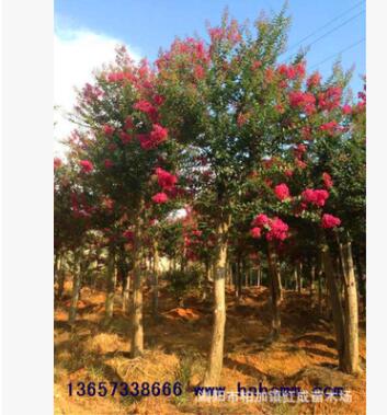 優(yōu)質批發(fā)美國紅花紫薇樹 紅火箭紫薇 紫薇樁 規(guī)格齊全