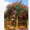優(yōu)質(zhì)批發(fā)美國紅花紫薇樹 紅火箭紫薇 紫薇樁 規(guī)格齊全
