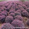 批發(fā)高度80 100 120 150公分紅花繼木柱子 紅花繼木球紅花繼木苗