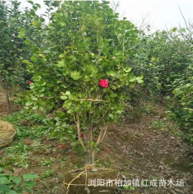 多季開花 湖南茶花價格 山茶花 七星茶花小苗 茶花球