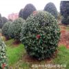 湖南茶花小苗批發基地 茶花球 茶花培育基地 品種純正