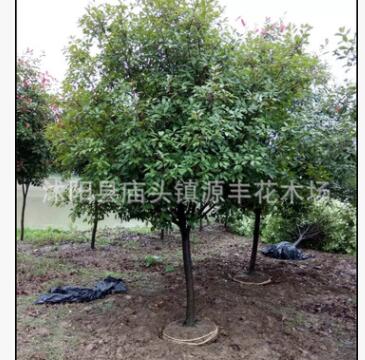 常年供應(yīng) 紅葉石楠大小杯 紅葉石楠樹 紅葉石楠球