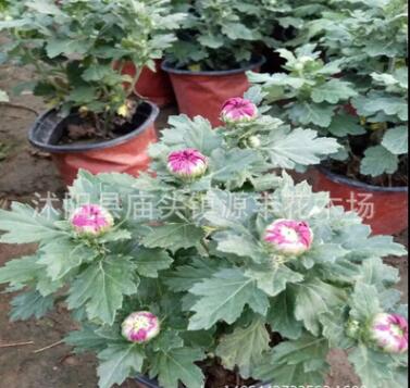 盆栽菊花 千頭菊盆栽 室內(nèi)庭院花卉綠植 當年開花