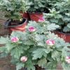 盆栽菊花 千頭菊盆栽 室內(nèi)庭院花卉綠植 當(dāng)年開花