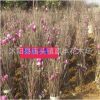 批發(fā)紫玉蘭 白玉蘭 黃玉蘭廣玉蘭