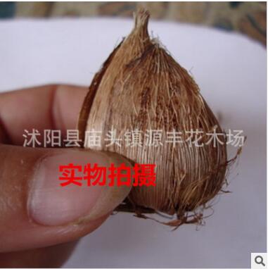 批發(fā)荷蘭香雪蘭種球 重瓣花香雪蘭種球 小蒼蘭球根 盆栽植物