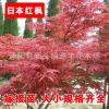 批發(fā)紅楓 日本紅楓 棕櫚 大葉黃楊 麥冬 高桿女貞
