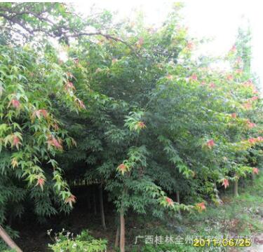 基地直銷青楓 青楓樹苗 工程綠化苗木青楓 樹形優(yōu)美
