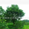 苗圃供應國槐 15公分-50公分叢生國槐 低分支國槐
