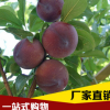 基地直銷李子樹 李子樹苗 肉多味甜 當年結果批發果樹苗