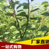廠家直銷 優質杏子樹苗 杏樹苗 杏子小苗 兩年生嫁接苗 品種齊全