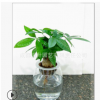 振升園藝水培發財樹盆栽植物批發加盟 基地直銷代理 品質保障