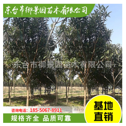 苗地直銷枇杷樹 枇杷樹苗 盆栽地栽枇杷樹 規格齊全 量大從優