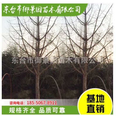 供應銀杏樹 風景庭蔭防護白果樹 綠化樹木 白果樹苗行道樹苗