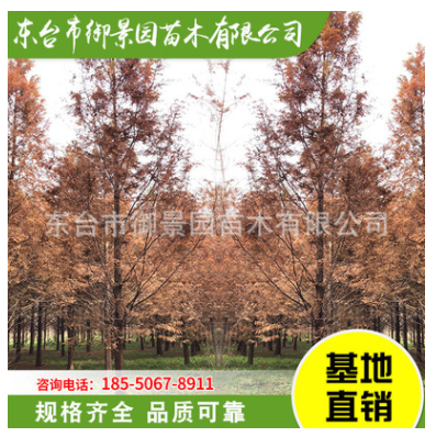 水杉批發 綠化苗木 行道樹水杉苗 基地直銷 風景美化工程