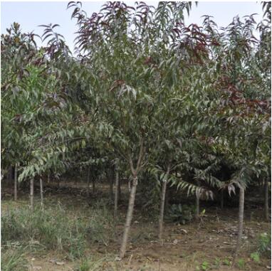 基地供應(yīng)綠化苗木 優(yōu)質(zhì)紅葉碧桃小苗 紫葉碧桃樹苗