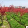 批發日本紅楓 紅火焰綠化工程 庭院種植觀葉花卉彩葉苗木量大從優