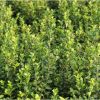 成活率高大葉扶芳藤1-2年生綠化苗 小葉扶芳藤苗