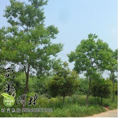 供應(yīng)園林綠化行道樹烏桕 規(guī)格齊全 價廉物美