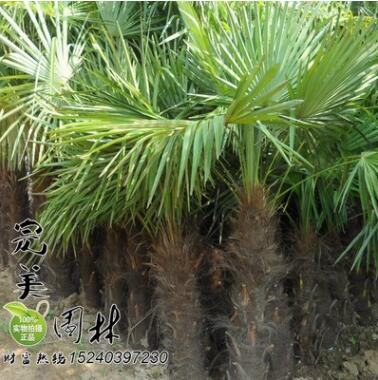 供應公園 道路綠化1-5高米棕櫚 規(guī)格齊全