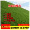 廠家直銷綠化護坡固土草坪草皮庭院小區耐寒耐旱抗踩踏馬尼拉草皮